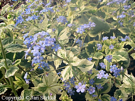 Brunnera macrophylla 'Dawson's White', rotkolemmikki